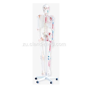 I-Skeleton ne-Muscles namaLigamende angu-180cm Ubude